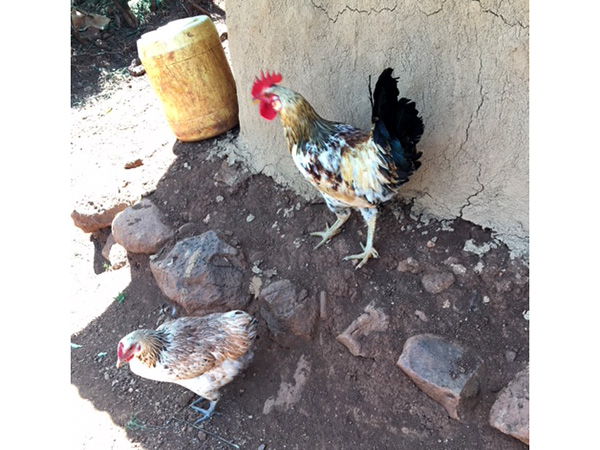 chickens and cockerel